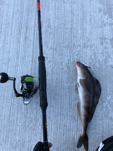 ホッケの釣果