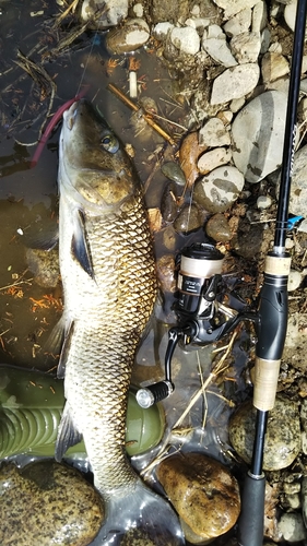 ニゴイの釣果