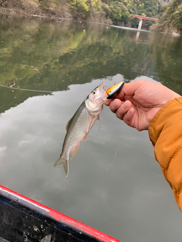 ハスの釣果