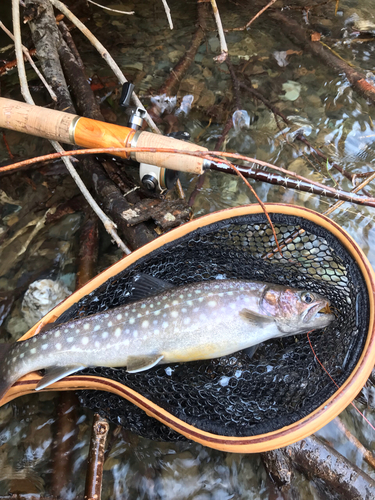 イワナの釣果