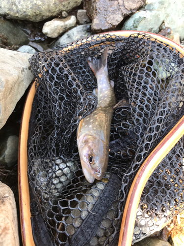 イワナの釣果