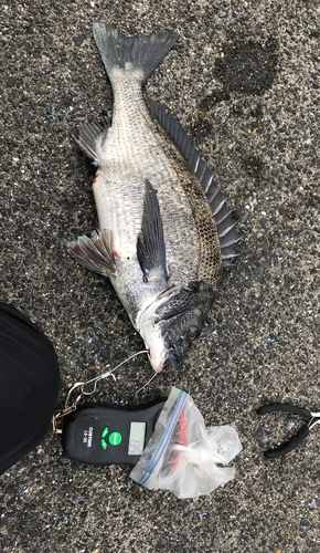 クロダイの釣果