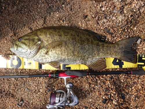 スモールマウスバスの釣果