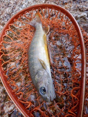 イワナの釣果