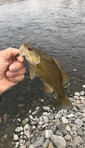 スモールマウスバスの釣果