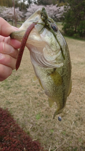 ラージマウスバスの釣果