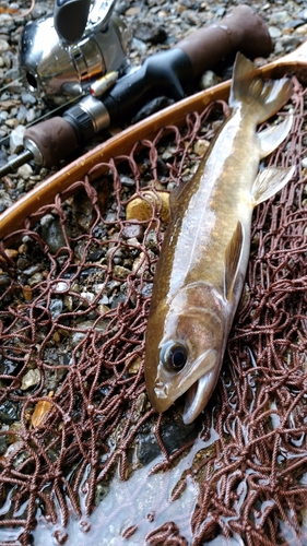 イワナの釣果