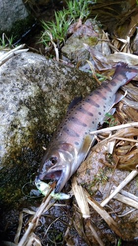 ヤマメの釣果