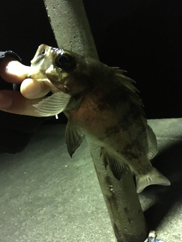 シロメバルの釣果