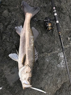 マルスズキの釣果