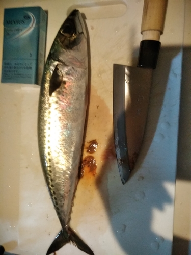 サバの釣果