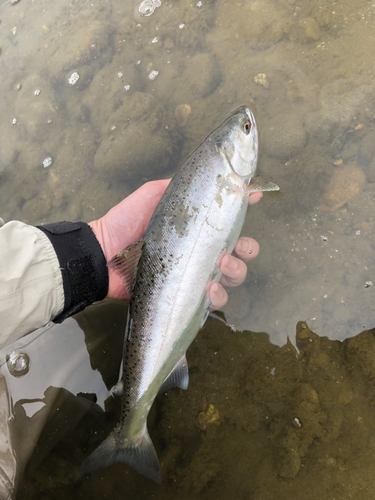 ヤマメの釣果