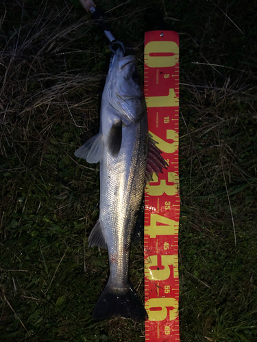 シーバスの釣果