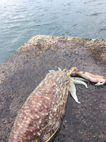 コウイカの釣果