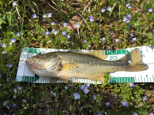 ラージマウスバスの釣果