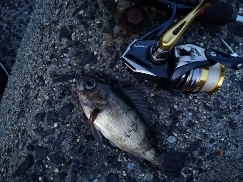 クロメバルの釣果