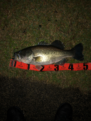 ブラックバスの釣果