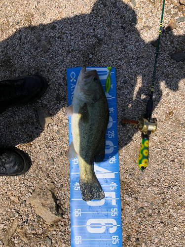 ブラックバスの釣果