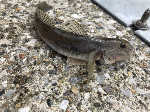 マハゼの釣果