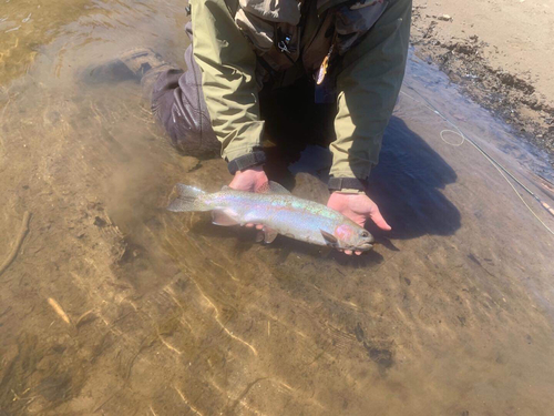 ニジマスの釣果