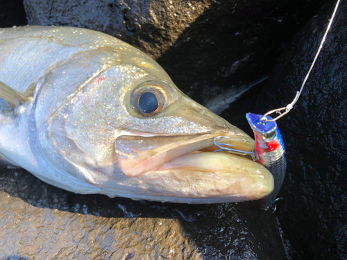 ヒラスズキの釣果