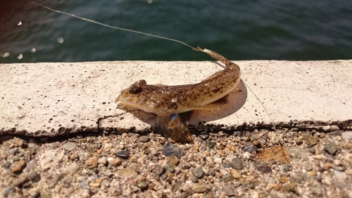 アナハゼの釣果