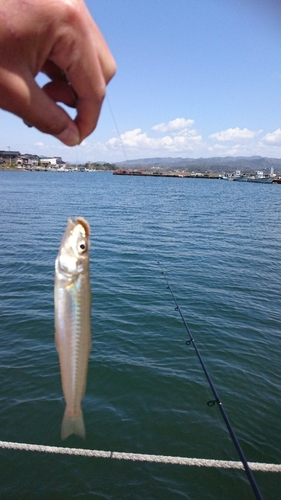 キスの釣果