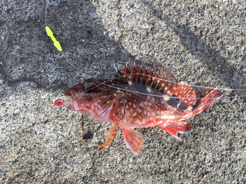 カサゴの釣果