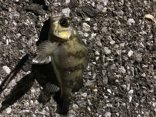 メバルの釣果