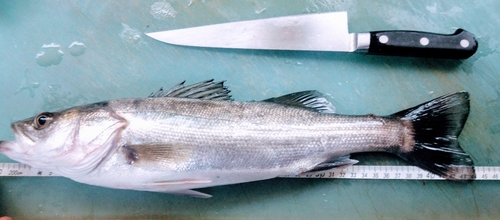 シーバスの釣果