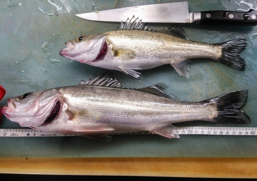 シーバスの釣果