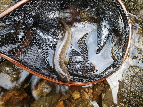 イワナの釣果