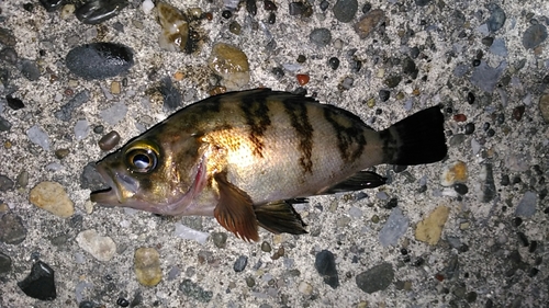 メバルの釣果