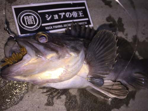 クロソイの釣果