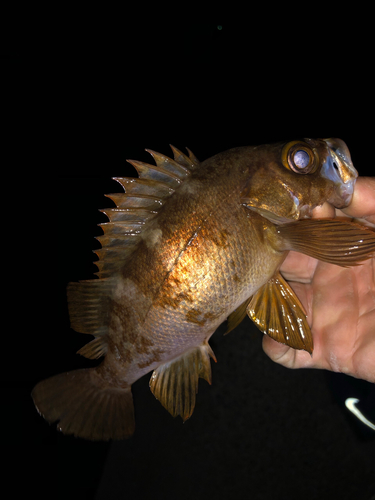 メバルの釣果