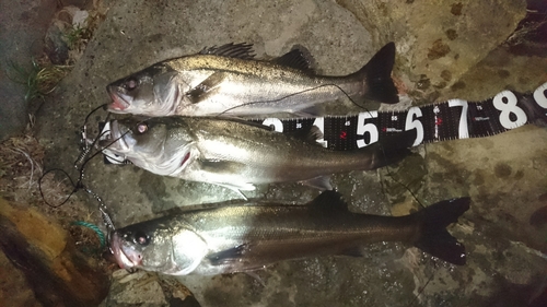 シーバスの釣果