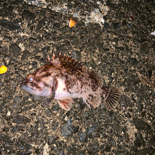 オウゴンムラソイの釣果