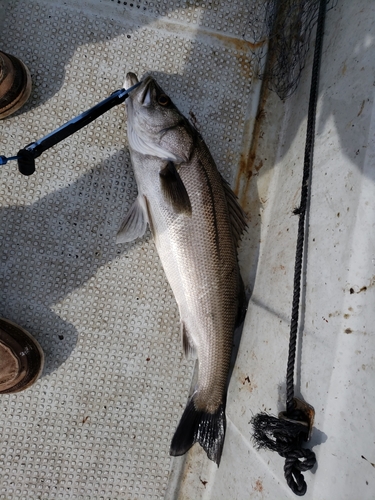 マルスズキの釣果