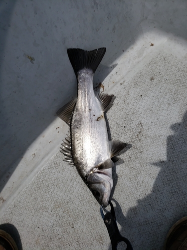 ヒラスズキの釣果