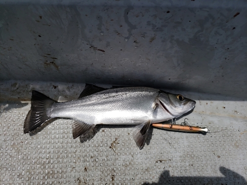 ヒラスズキの釣果