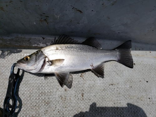 ヒラスズキの釣果