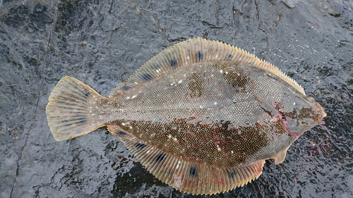 カレイの釣果