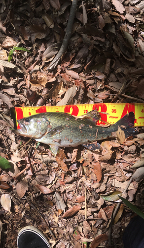 ブラックバスの釣果