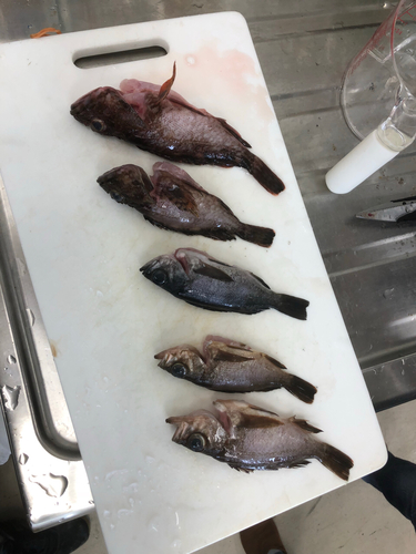 アカメバルの釣果