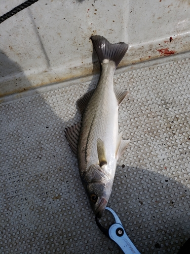 マルスズキの釣果