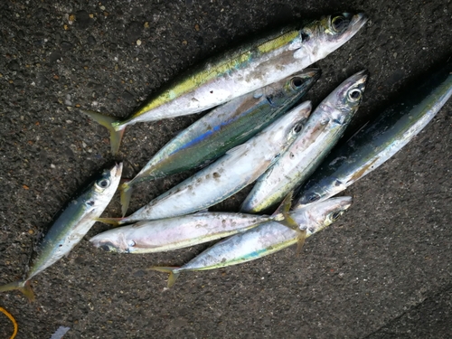 ムロアジの釣果