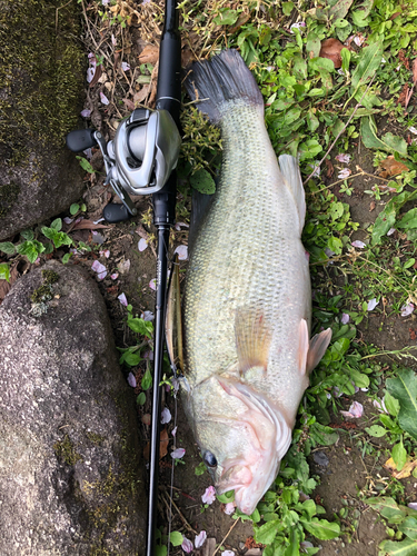 ラージマウスバスの釣果