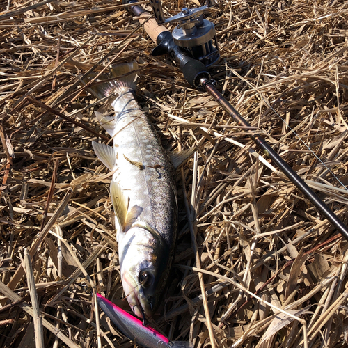 アメマスの釣果