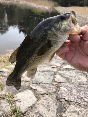 ラージマウスバスの釣果