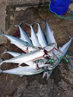 サゴシの釣果